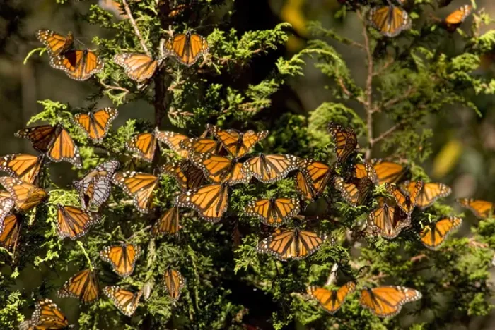 Framed Print : Monarch Butterflies(Danaus plexippus) on Pine Tree, El Rosario Butterfly Reserve