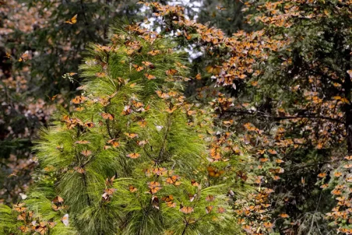 Framed Print : Monarch Butterflies(Danaus plexippus) in Pine Trees, El Rosario Butterfly Reserve Framed Print : Monarch Butterflies(Danaus plexippus) in Pine Trees, El Rosario Butterfly Reserve
