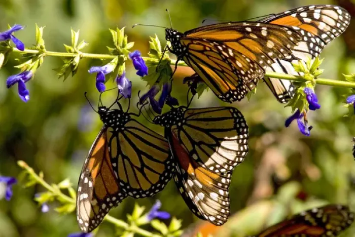 Framed Print : Monarch Butterflies(Danaus plexippus)nectaring on flower, El Rosario Butterfly Reserve Framed Print : Monarch Butterflies(Danaus plexippus)nectaring on flower, El Rosario Butterfly Reserve