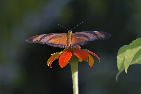Monarch Butterfly, Brazil