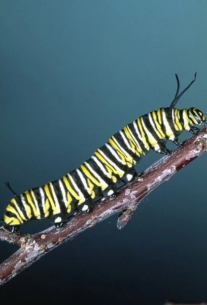 Monarch Butterfly Caterpillar, Danaus plexippus, California, (Wide Spread US)