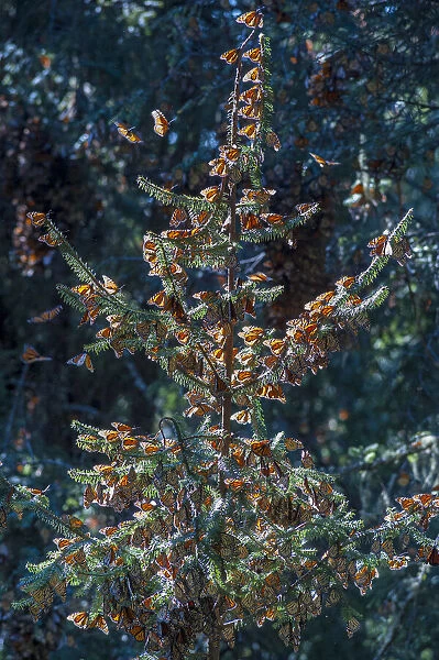A monarch butterfly Christmas Tree, El Rosario Reserve, Mexico