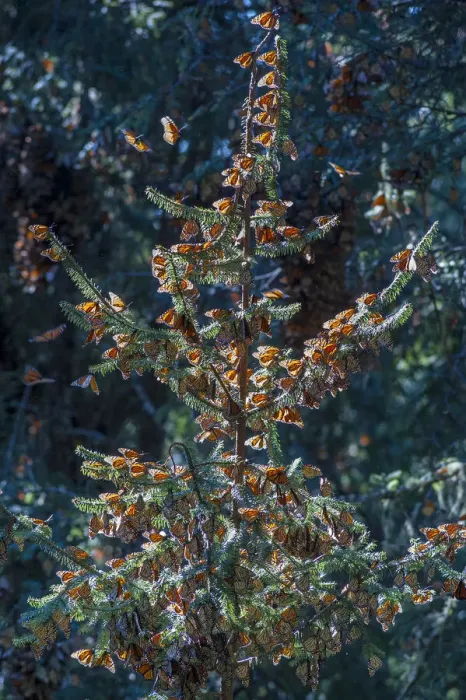 Framed Print : A monarch butterfly Christmas Tree, El Rosario Reserve, Mexico