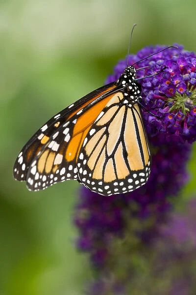 Monarch Butterfly, Danaus plexippus
