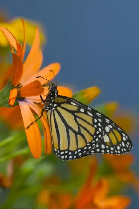 Framed Print : Monarch Butterfly, Danaus plexippus Framed Print : Monarch Butterfly, Danaus plexippus