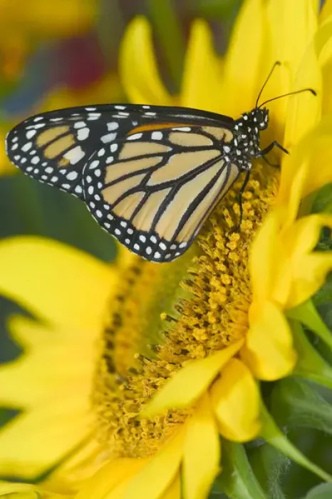 Framed Print : Monarch Butterfly, Danaus plexippus