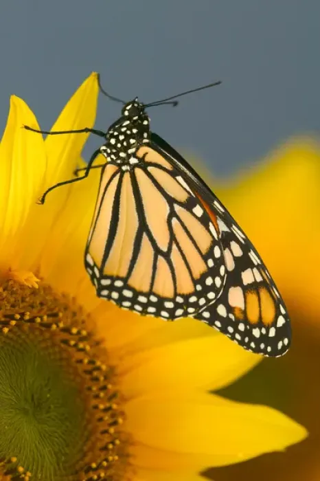 Framed Print : Monarch Butterfly, Danaus plexippus