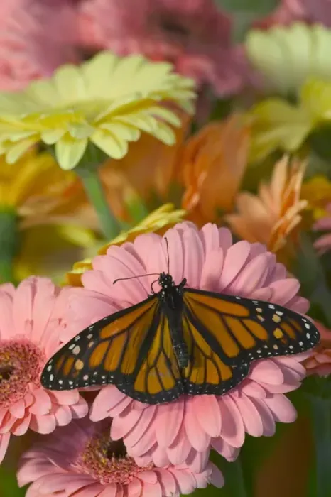 Framed Print : Monarch Butterfly, Danaus plexippus Framed Print : Monarch Butterfly, Danaus plexippus