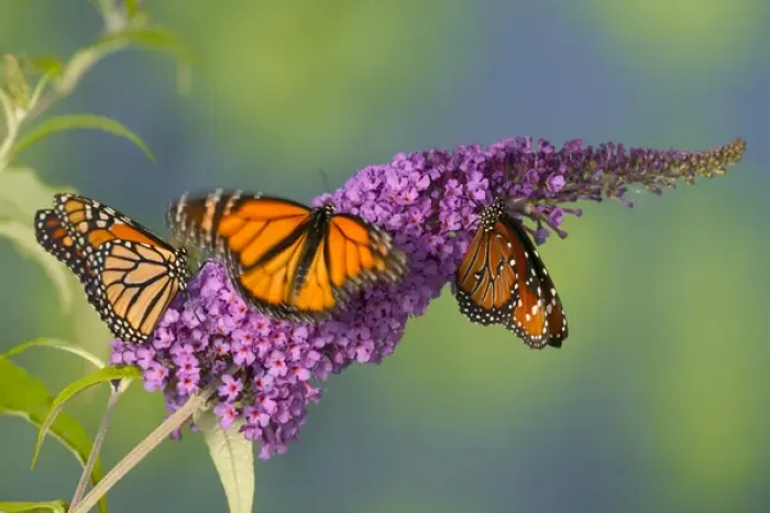 Framed Print : Monarch Butterfly, Danaus plexippus