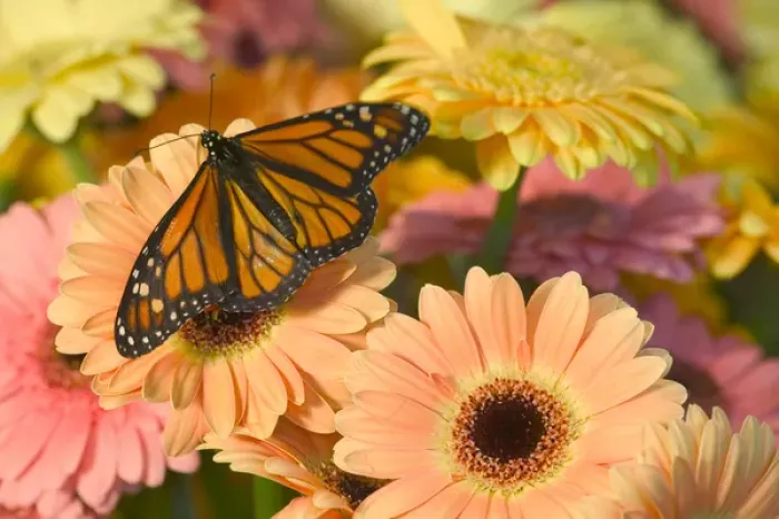 Framed Print : Monarch Butterfly, Danaus plexippus Framed Print : Monarch Butterfly, Danaus plexippus