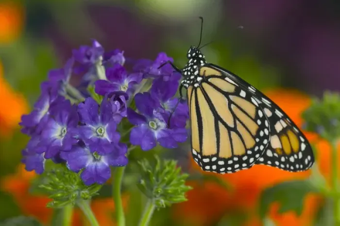 Framed Print : Monarch Butterfly, Danaus plexippus Framed Print : Monarch Butterfly, Danaus plexippus
