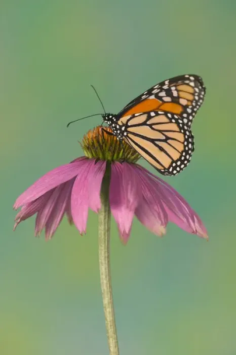 Framed Print : Monarch Butterfly, Danaus plexippus Framed Print : Monarch Butterfly, Danaus plexippus