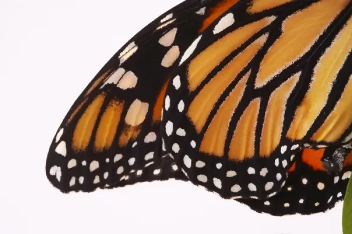 Framed Print : Monarch Butterfly - Danaus plexippus Framed Print : Monarch Butterfly - Danaus plexippus