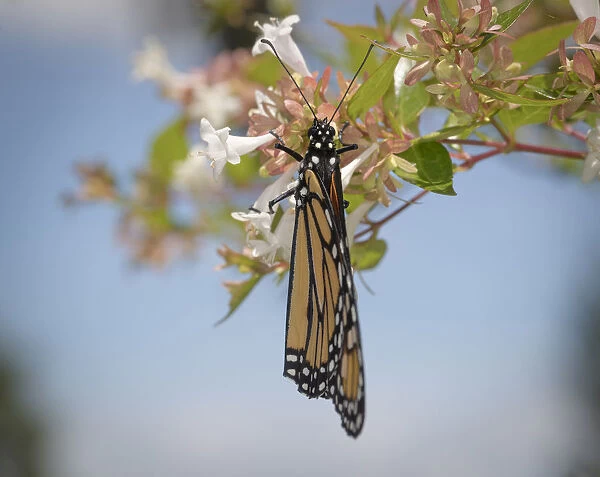 Monarch butterfly, Danaus plexippus, Florida