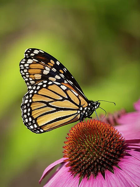 Monarch butterfly on Echinacea flower