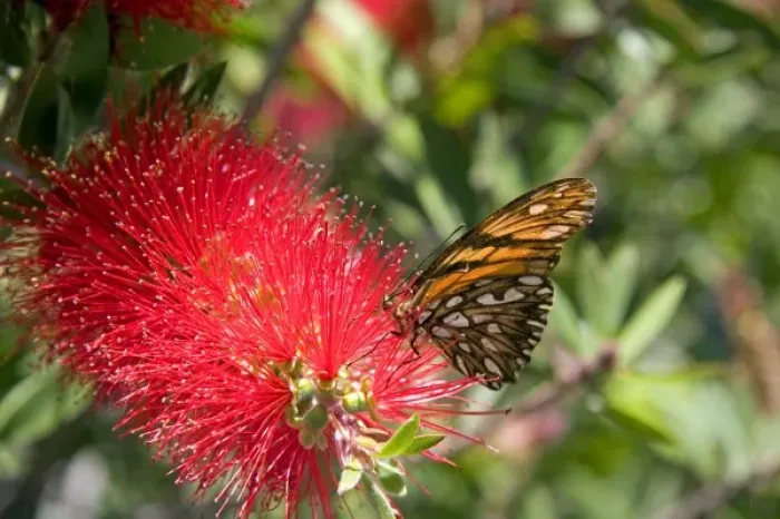 Framed Print : A monarch butterfly feeding on the bloom of a Crimson Bottlebrush near Teotihuacan Framed Print : A monarch butterfly feeding on the bloom of a Crimson Bottlebrush near Teotihuacan