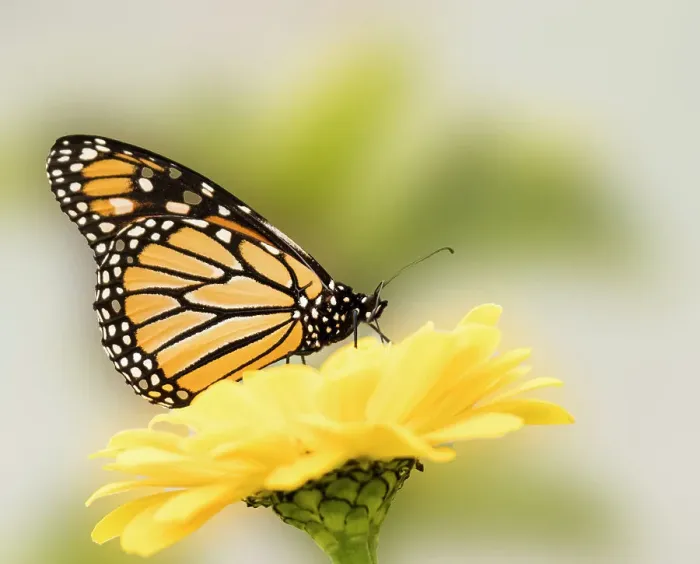 Framed Print : Monarch butterfly on flower Framed Print : Monarch butterfly on flower
