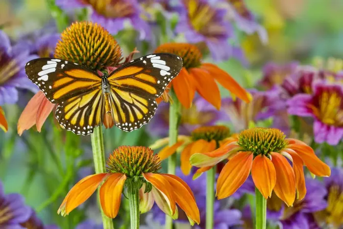 Framed Print : Monarch butterfly on orange coneflowers and painted tongue Framed Print : Monarch butterfly on orange coneflowers and painted tongue