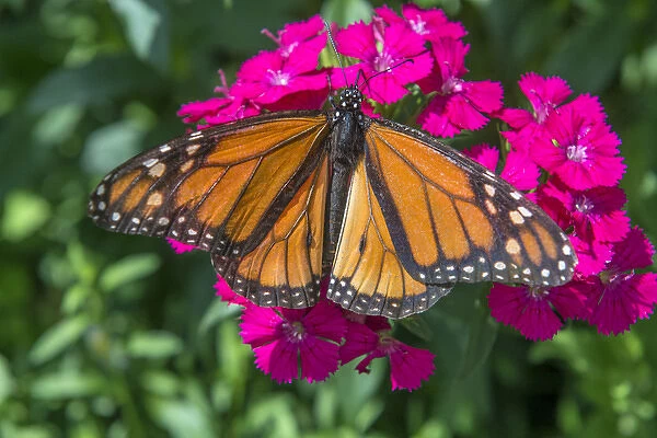 Monarch butterfly, pink Dianthus, garden, USA