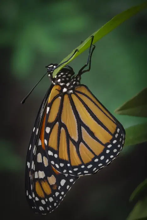 Framed Print : Monarch butterfly recently hatched and is unraveling its wings while resting, Danaus plexippus Framed Print : Monarch butterfly recently hatched and is unraveling its wings while resting, Danaus plexippus