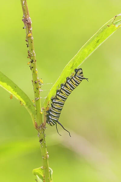 Monarch caterpillar feeding on Swamp Milkweed, Marion County, Illinois