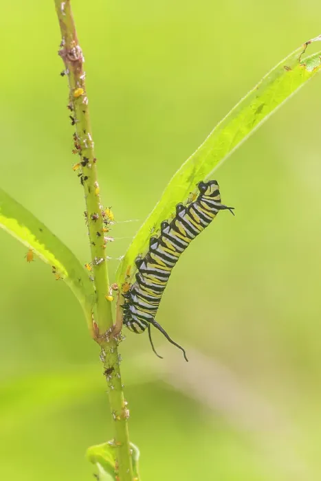 Framed Print : Monarch caterpillar feeding on Swamp Milkweed, Marion County, Illinois Framed Print : Monarch caterpillar feeding on Swamp Milkweed, Marion County, Illinois