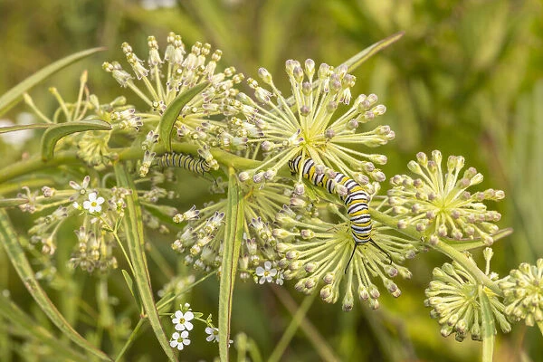Monarch caterpillar on Green Milkweed
