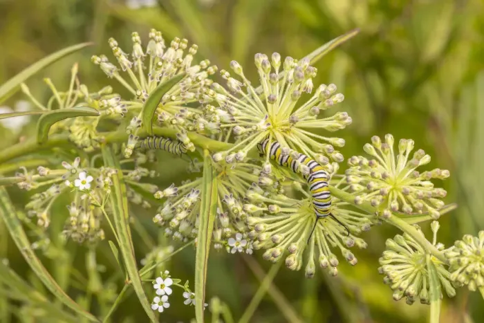 Framed Print : Monarch caterpillar on Green Milkweed