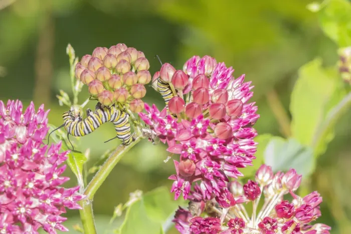 Framed Print : Monarch caterpillar on purple milkweed Framed Print : Monarch caterpillar on purple milkweed