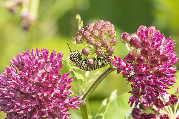 Monarch caterpillar on purple milkweed