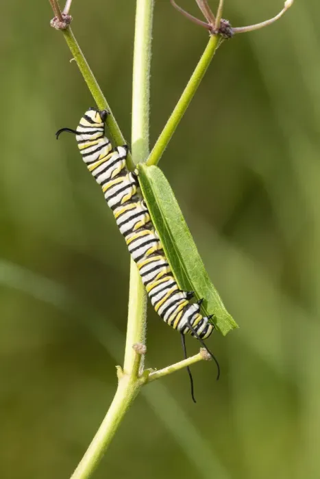 Framed Print : Monarch caterpillar on swamp milkweed