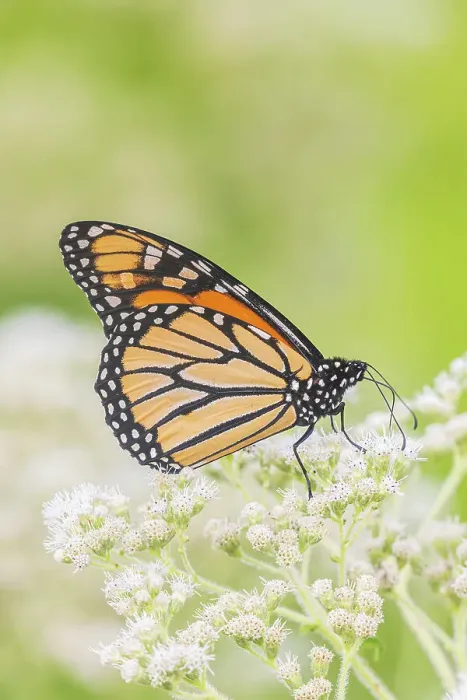 Framed Print : Monarch on Common Boneset, Marion County, Illinois. (Editorial Use Only)