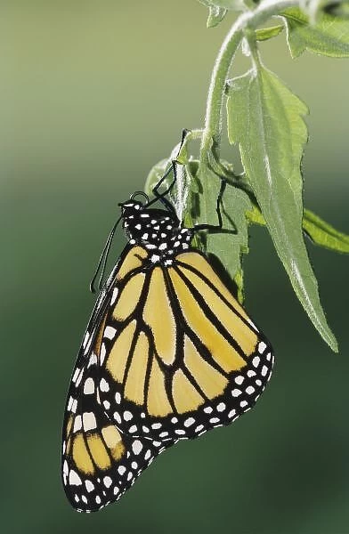 Monarch, Danaus plexippus, adult newly emerged from pupa, Willacy County, Rio Grande Valley