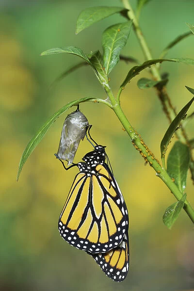 Monarch (Danaus plexippus), butterfly emerging from chrysalis on Tropical milkweed