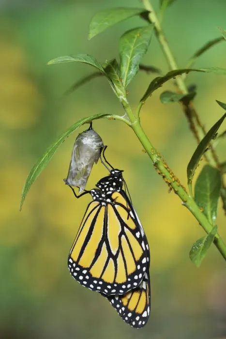 Framed Print : Monarch (Danaus plexippus), butterfly emerging from chrysalis on Tropical milkweed Framed Print : Monarch (Danaus plexippus), butterfly emerging from chrysalis on Tropical milkweed
