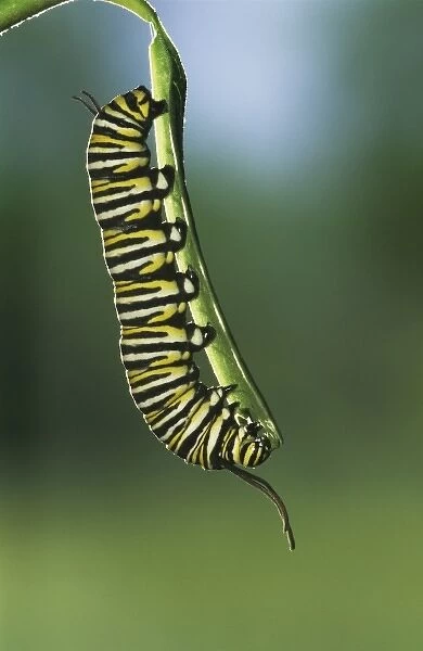 Monarch, Danaus plexippus, caterpillar eating on Milkweed leave, Willacy County