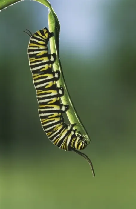 Framed Print : Monarch, Danaus plexippus, caterpillar eating on Milkweed leave, Willacy County Framed Print : Monarch, Danaus plexippus, caterpillar eating on Milkweed leave, Willacy County