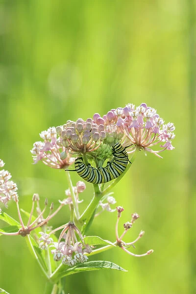 Monarch (Danaus plexippus) caterpillar on Swamp Milkweed (Asclepias incarnata) Marion Co