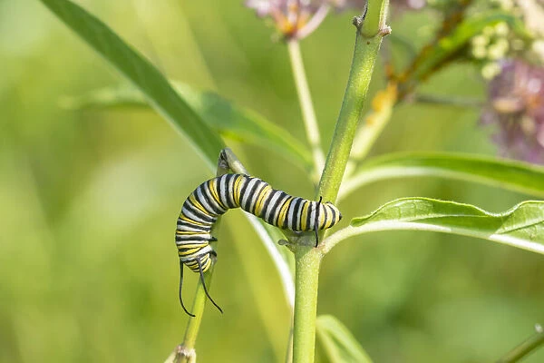 Monarch (Danaus plexippus) caterpillar on Swamp Milkweed (Asclepias incarnata)