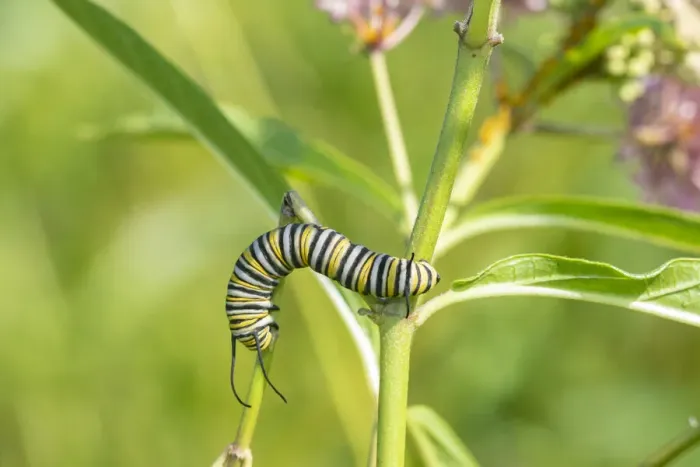 Framed Print : Monarch (Danaus plexippus) caterpillar on Swamp Milkweed (Asclepias incarnata) Framed Print : Monarch (Danaus plexippus) caterpillar on Swamp Milkweed (Asclepias incarnata)