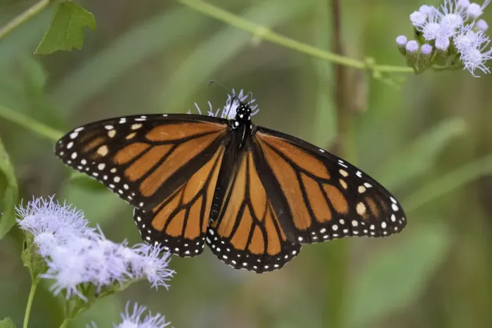 Framed Print : Monarch (Danaus Plexippus) feeding Framed Print : Monarch (Danaus Plexippus) feeding