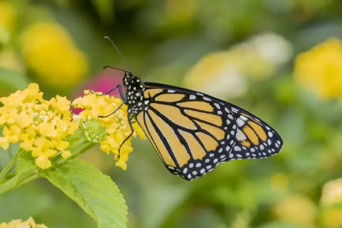 Framed Print : Monarch (Danaus plexippus) on Lantana sp. Marion Co. IL Framed Print : Monarch (Danaus plexippus) on Lantana sp. Marion Co. IL