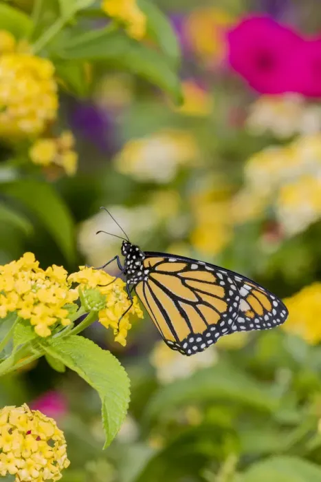 Framed Print : Monarch (Danaus plexippus) on Lantana sp. Marion County, Illinois
