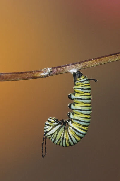 Monarch (Danaus plexippus) larva (caterpillar) in prepupal J before pupating-forming