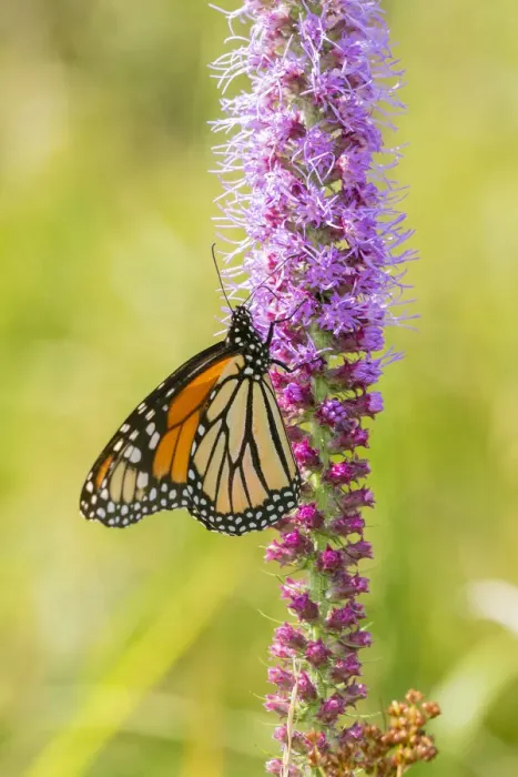 Framed Print : Monarch (Danaus plexippus) on Prairie Blazing Star (Liatris pycnostachya) Clinton County Framed Print : Monarch (Danaus plexippus) on Prairie Blazing Star (Liatris pycnostachya) Clinton County