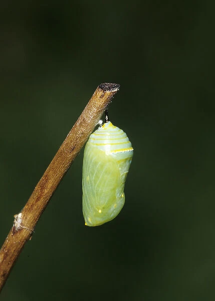 Monarch (Danaus plexippus) pupa  /  chrysalis Marion Co. IL