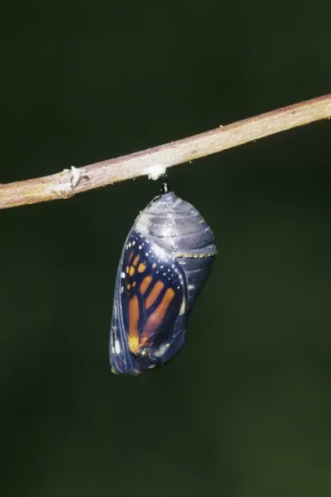 Framed Print : Monarch (Danaus plexippus) pupa / chrysalis before emergence Marion Co. IL Framed Print : Monarch (Danaus plexippus) pupa / chrysalis before emergence Marion Co. IL