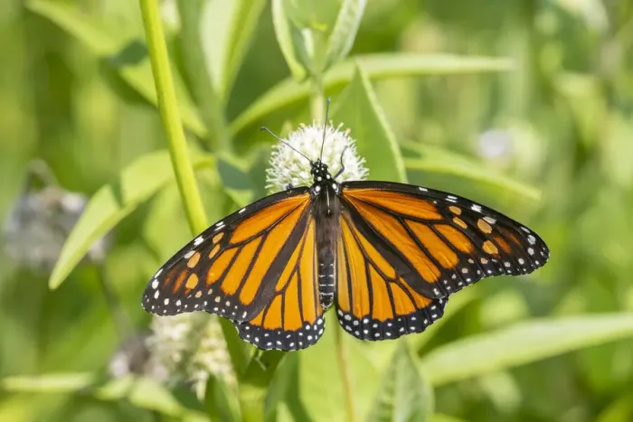 Framed Print : Monarch (Danaus plexippus) on Rattlesnake Master (Eryngium yuccifolium), Marion County