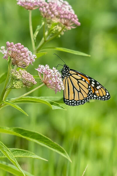 Monarch (Danaus plexippus) on Swamp Milkweed (Asclepias incarnata) Marion County