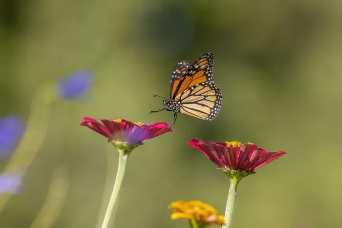 Framed Print : Monarch flying